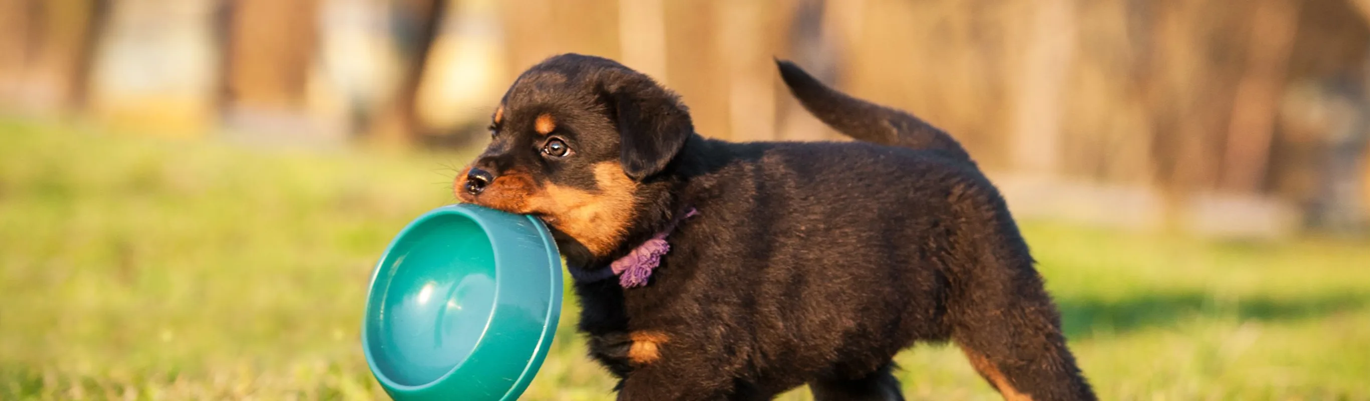 A small brown dog outside in the grass carrying a food bowl in its mouth